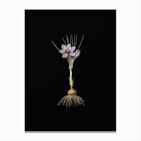 Vintage Crocus Sativus Botanical Illustration on Solid Black n.0390 Canvas Print