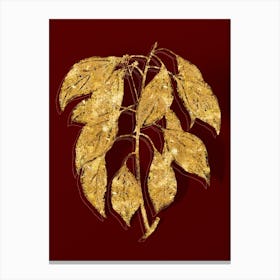 Vintage Camphor Tree Botanical in Gold on Red n.0332 Canvas Print