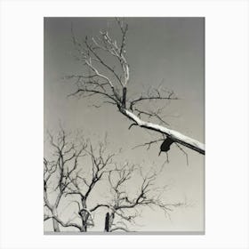 branches Canvas Print