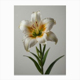 White Lily 1 Canvas Print