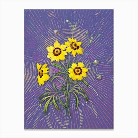 Vintage Coreopsis Elegans Botanical Illustration on Veri Peri n.0772 Canvas Print