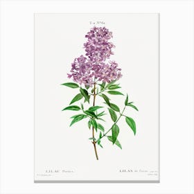 Persian Lilac, Pierre Joseph Redoute Canvas Print