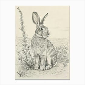 English Silver Rabbit Drawing 3 Canvas Print