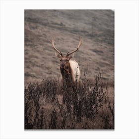 Elk In The Brush Canvas Print