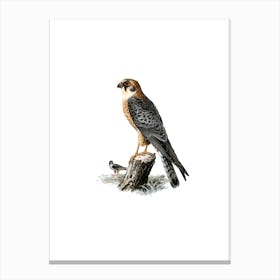 Vintage Red Footed Falcon Female Bird Illustration on Pure White Canvas Print
