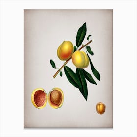 Vintage Peach Botanical on Parchment n.0767 Canvas Print