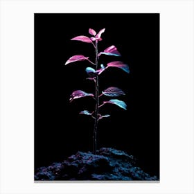 Plant In The Dark 34 Canvas Print