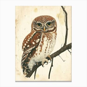 Northern Pygmy Owl Vintage Illustration 4 Canvas Print