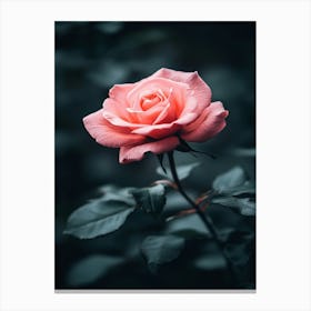 Pink Rose 49 Canvas Print