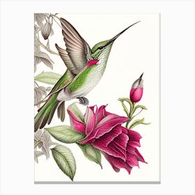 Anna S Hummingbird Vintage Botanical Line Drawing Canvas Print