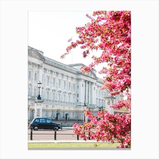Buckingham Blossom London Canvas Print