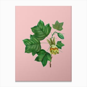 Vintage Tulip Tree Botanical on Soft Pink n.0305 Canvas Print