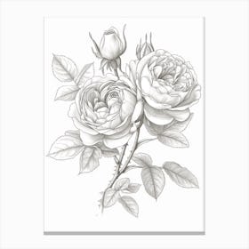 Roses Sketch 41 Canvas Print
