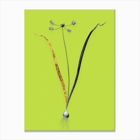 Vintage Allium Scorzonera Folium Black and White Gold Leaf Floral Art on Chartreuse n.0410 Canvas Print