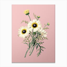 Vintage Chrysanthemum Botanical on Soft Pink Canvas Print