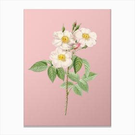 Vintage Rose of Castile Botanical on Soft Pink n.0759 Canvas Print