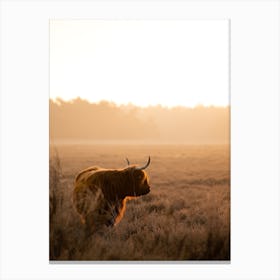 Highlander Cow Looking At Sunrise Canvas Print