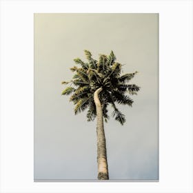 King Palm Canvas Print