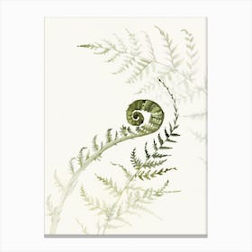 'Young Fern II' No 543 by Aga Szafranska Canvas Print