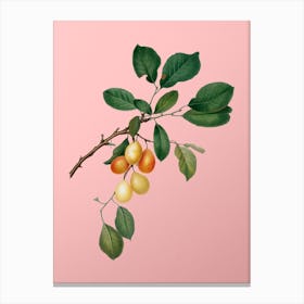 Vintage Cherry Botanical on Soft Pink Canvas Print