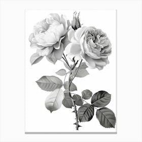 Roses Sketch 8 Canvas Print