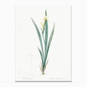 Yellow Banded Iris Illustration From Les Liliacées (1805), Pierre Joseph Redoute Canvas Print