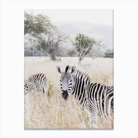 Zebra In Hiding Canvas Print