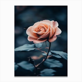 Roses Wallpaper 4 Canvas Print