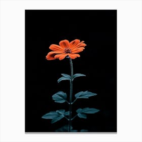 Single Flower On A Black Background 8 Canvas Print