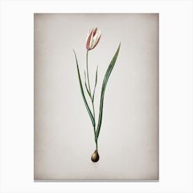 Vintage Lady Tulip Botanical on Parchment n.0086 Canvas Print