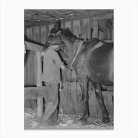 Son Of Tenant Farmer Harnessing Horse Near Muskogee, Oklahoma, See General Caption No Canvas Print