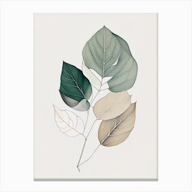 Eucalyptus Leaf Contemporary Canvas Print