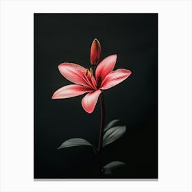 Pink Lily 1 Canvas Print