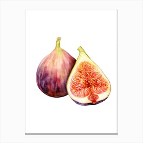 Figs draw 1 Canvas Print