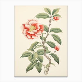 Benifuuki Japanese Tea Camellia 1 Vintage Japanese Botanical Canvas Print