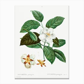 Stewartia Pentagyna, Pierre Joseph Redoute Canvas Print