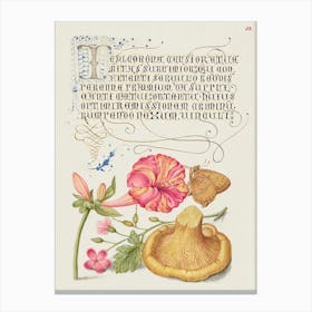 Four O Clock, Brown Hairstreak, Herb Robert, And Chanterelle From Mira Calligraphiae Monumenta, Joris Hoefnagel Canvas Print