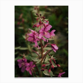 River Beauty Willowherb Canvas Print