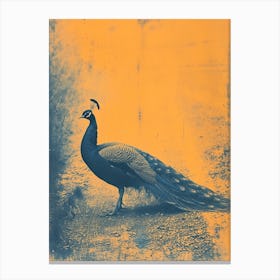 Blue & Orange Peacock In The Wild 1 Canvas Print