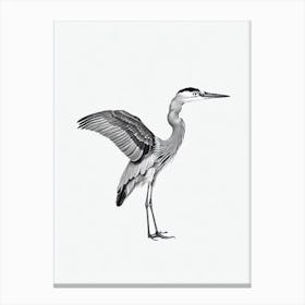 Great Blue Heron B&W Pencil Drawing 1 Bird Canvas Print