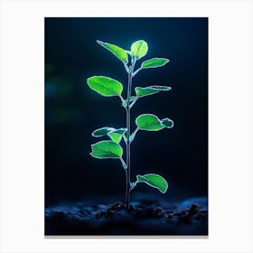 Young Green Plant On A Dark Background Canvas Print