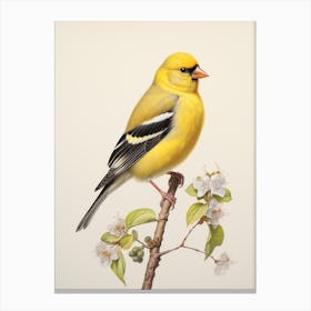 Vintage Bird Drawing American Goldfinch 1 Canvas Print
