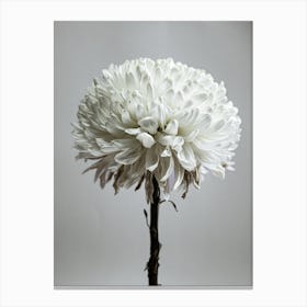 White Chrysanthemum Flower Canvas Print