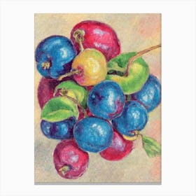 Barbados Cherry Vintage Sketch Fruit Canvas Print