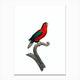 Vintage Pygmy Parrot Bird Illustration on Pure White Canvas Print