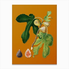 Vintage Figs Botanical on Sunset Orange n.0754 Canvas Print
