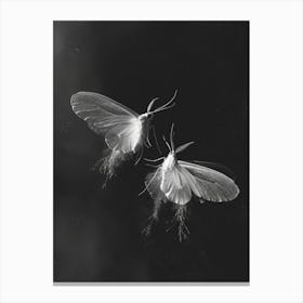 Moths In Flight 2 Canvas Print