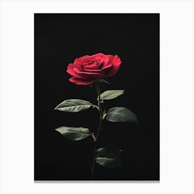 Black Rose 18 Canvas Print