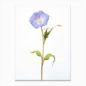 Pressed Flower Botanical Art Morning Glory 1 Canvas Print