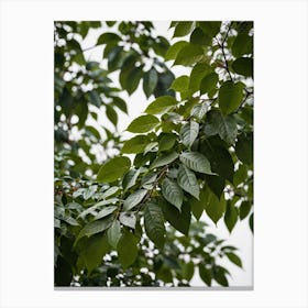 Green Leaves On A Tree Canvas Print